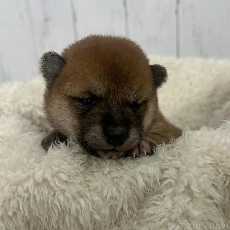 販売中の鹿児島県の豆柴-432163