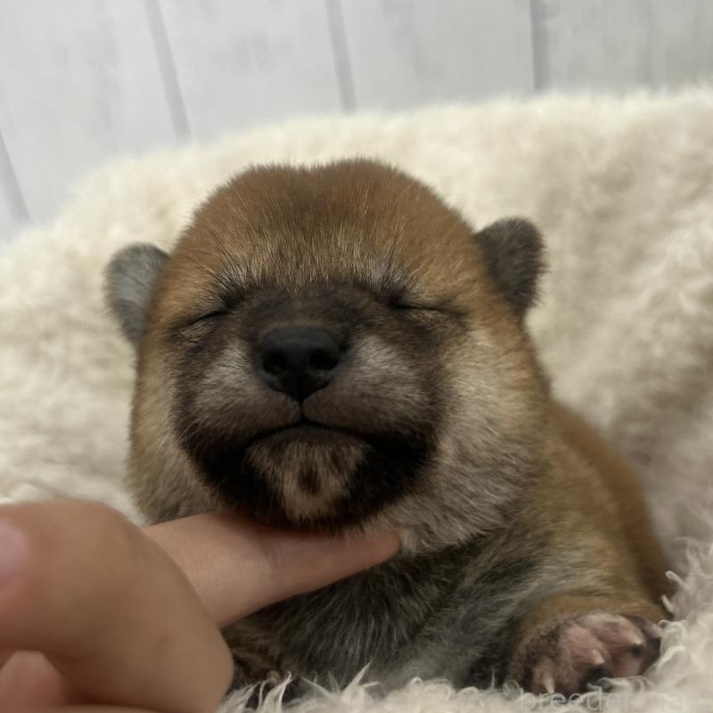 販売中の鹿児島県の豆柴-432163の3枚目