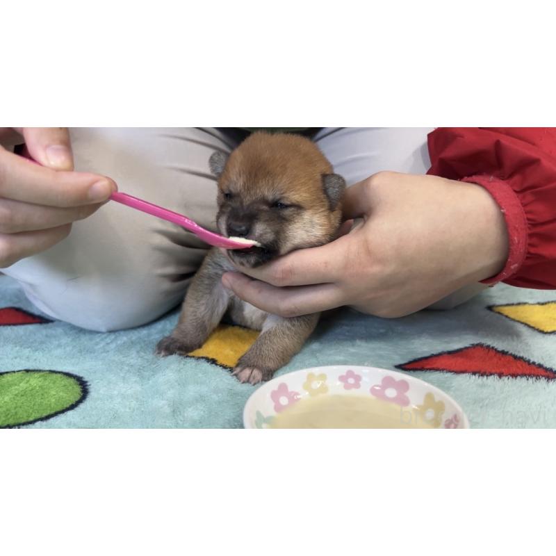 販売中の鹿児島県の豆柴-432163の2枚目