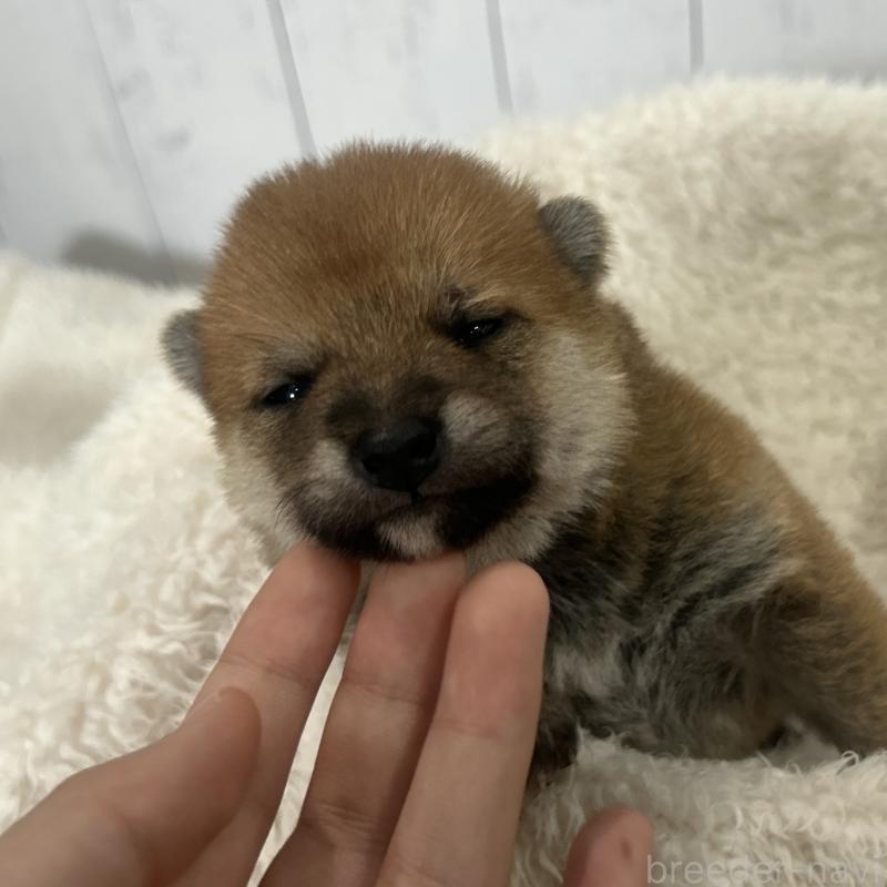 販売中の鹿児島県の豆柴-432164