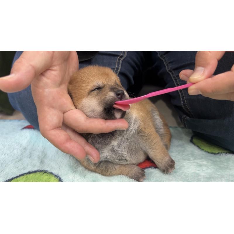 販売中の鹿児島県の豆柴-432164の2枚目