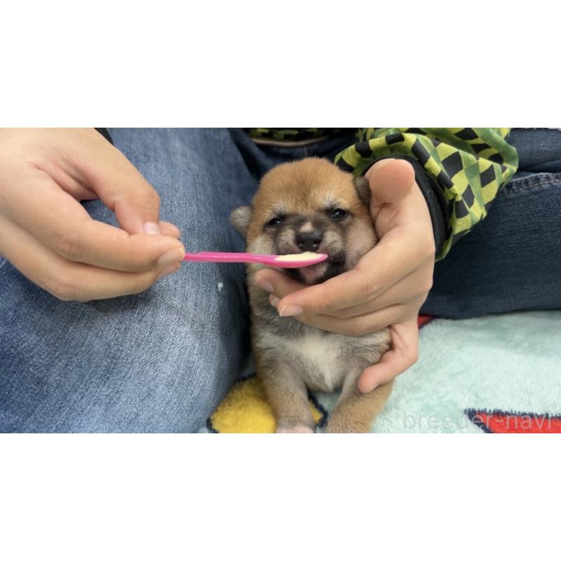 販売中の鹿児島県の豆柴-432165の3枚目