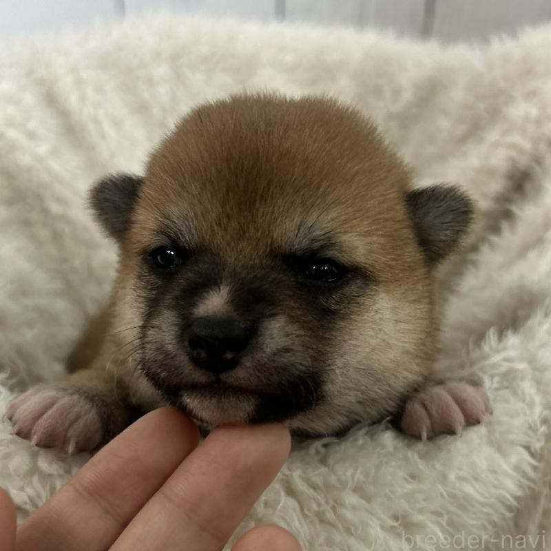 販売中の鹿児島県の豆柴-432165の2枚目