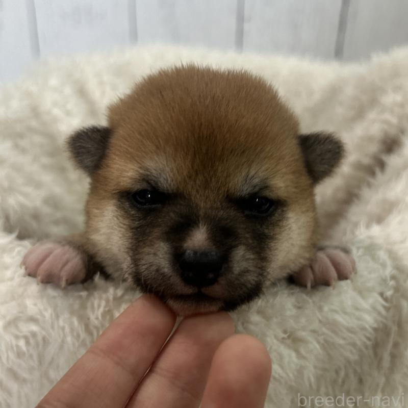 販売中の鹿児島県の豆柴-432165