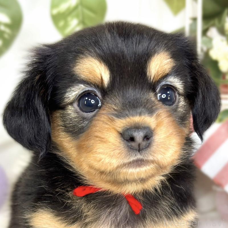 販売中の滋賀県のチワックス:チワワ×ミニチュアダックスフンド-432166