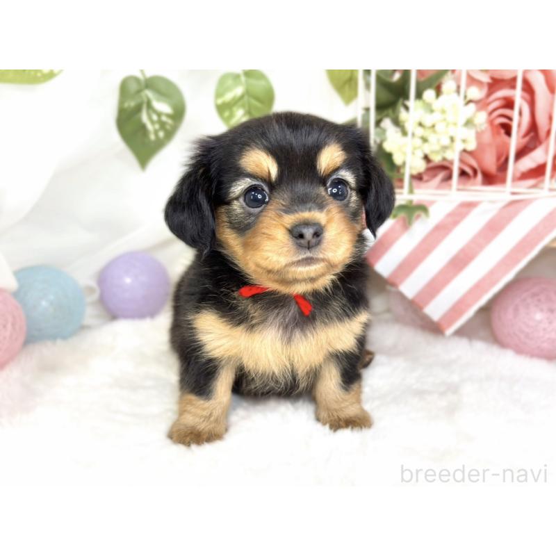 販売中の滋賀県のチワックス:チワワ×ミニチュアダックスフンド-432166の4枚目