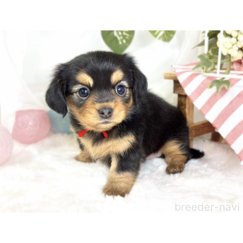 販売中の滋賀県のチワックス:チワワ×ミニチュアダックスフンド-432166の3枚目