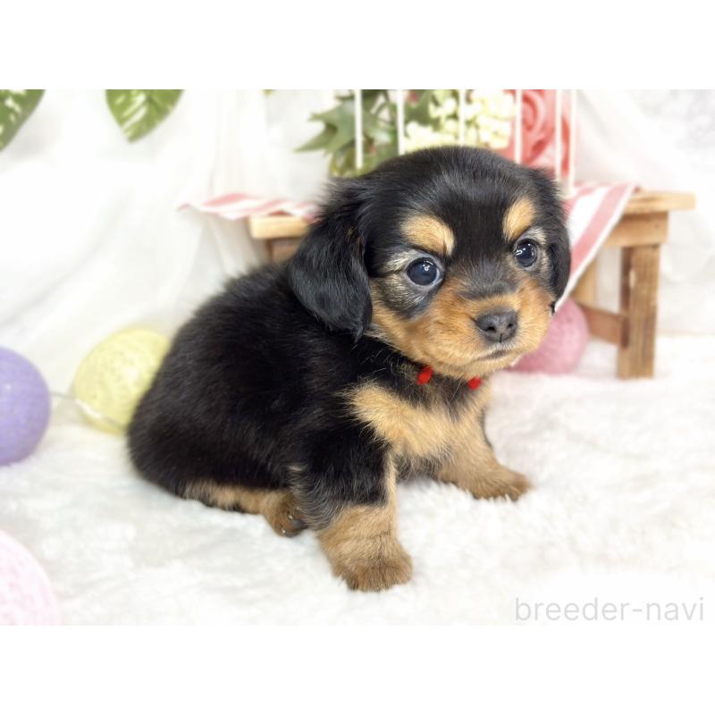 販売中の滋賀県のチワックス:チワワ×ミニチュアダックスフンド-432166の2枚目