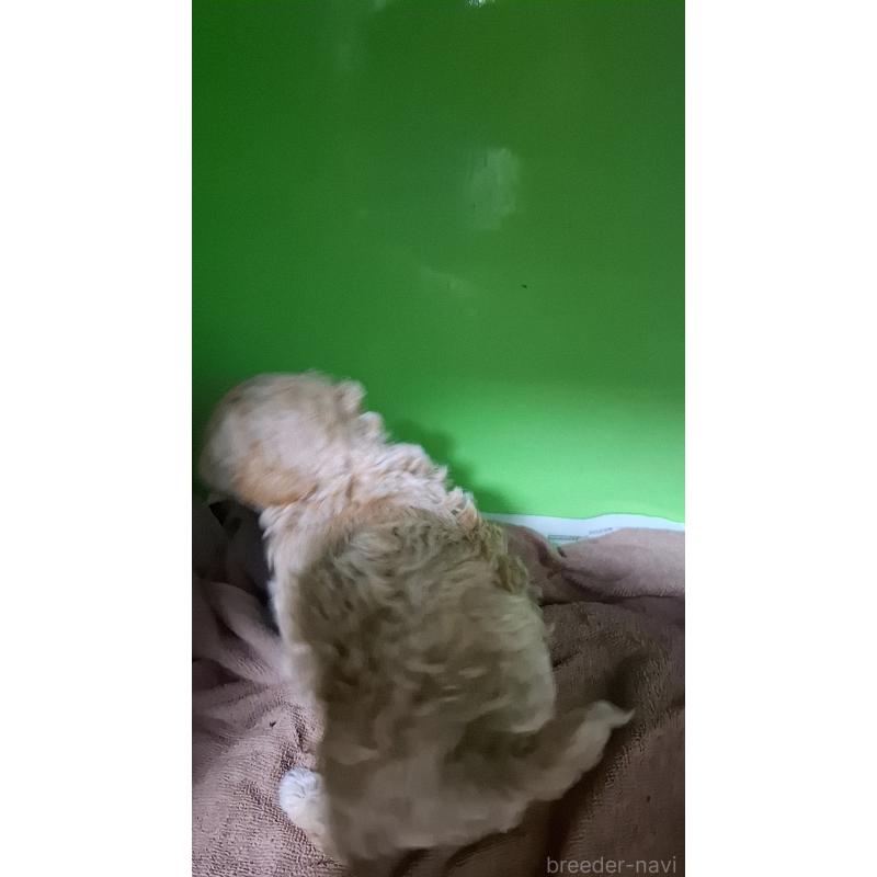 商談中の群馬県のミックス犬-432167の3枚目