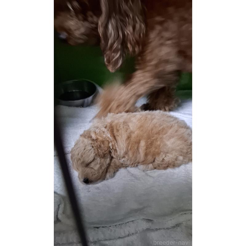 商談中の群馬県のミックス犬-432167の2枚目