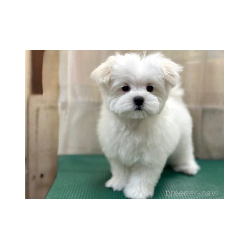 販売中の東京都のマルチーズ-424938