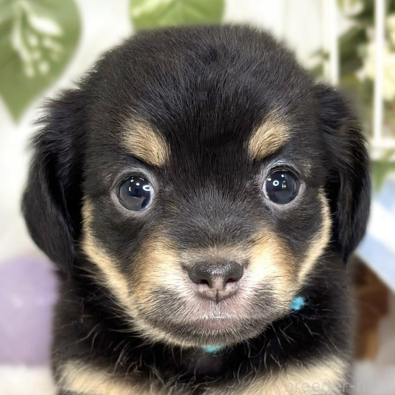 販売中の滋賀県のチワックス:チワワ×ミニチュアダックスフンド-432168の1枚目