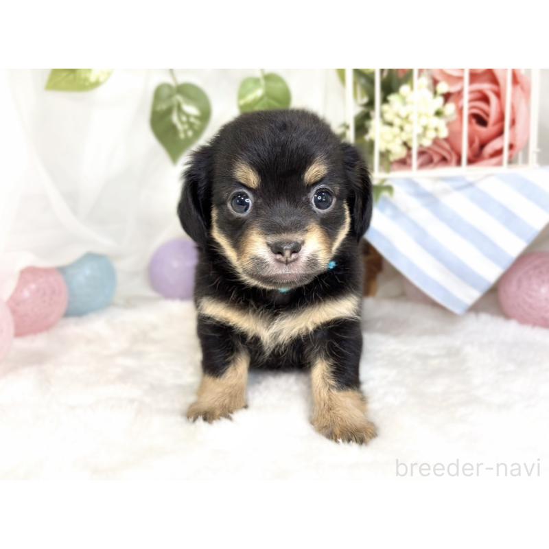 販売中の滋賀県のチワックス:チワワ×ミニチュアダックスフンド-432168の4枚目