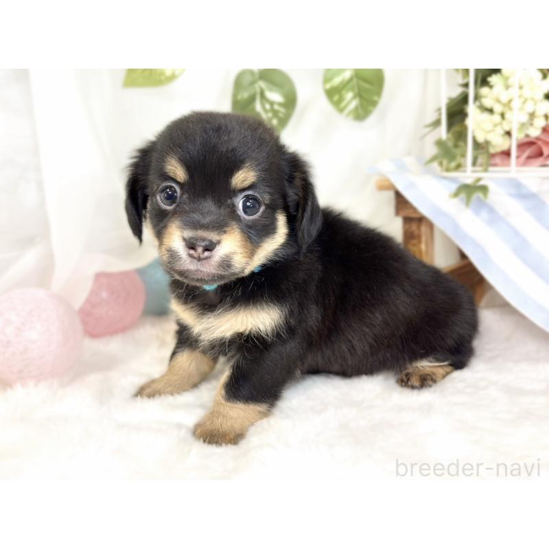 販売中の滋賀県のチワックス:チワワ×ミニチュアダックスフンド-432168の3枚目