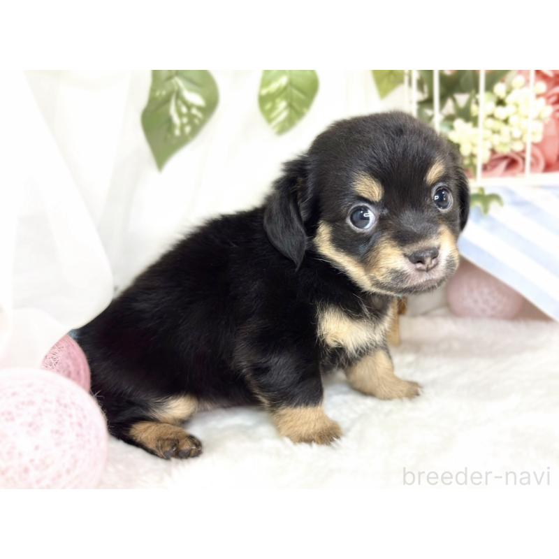 販売中の滋賀県のチワックス:チワワ×ミニチュアダックスフンド-432168の2枚目