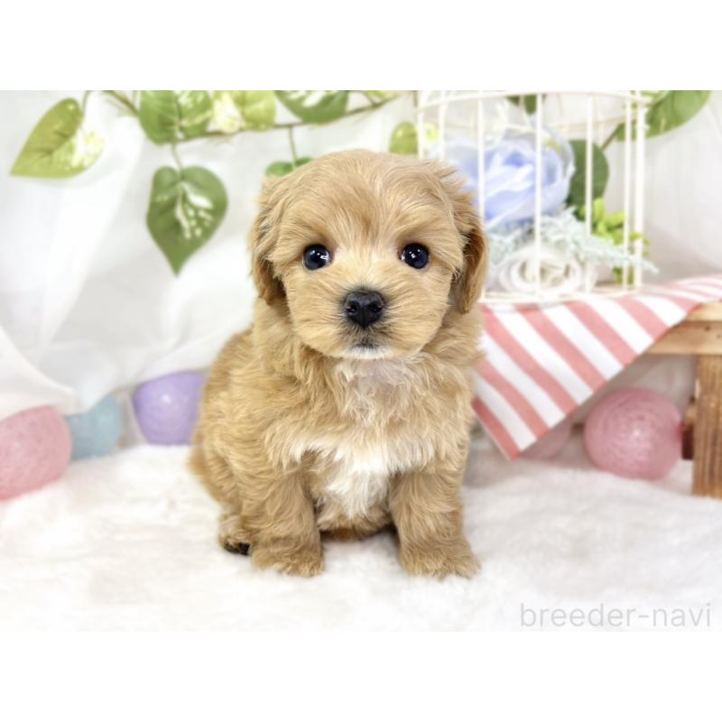 販売中の滋賀県のマルプー:マルチーズ×トイプードル-432169の4枚目