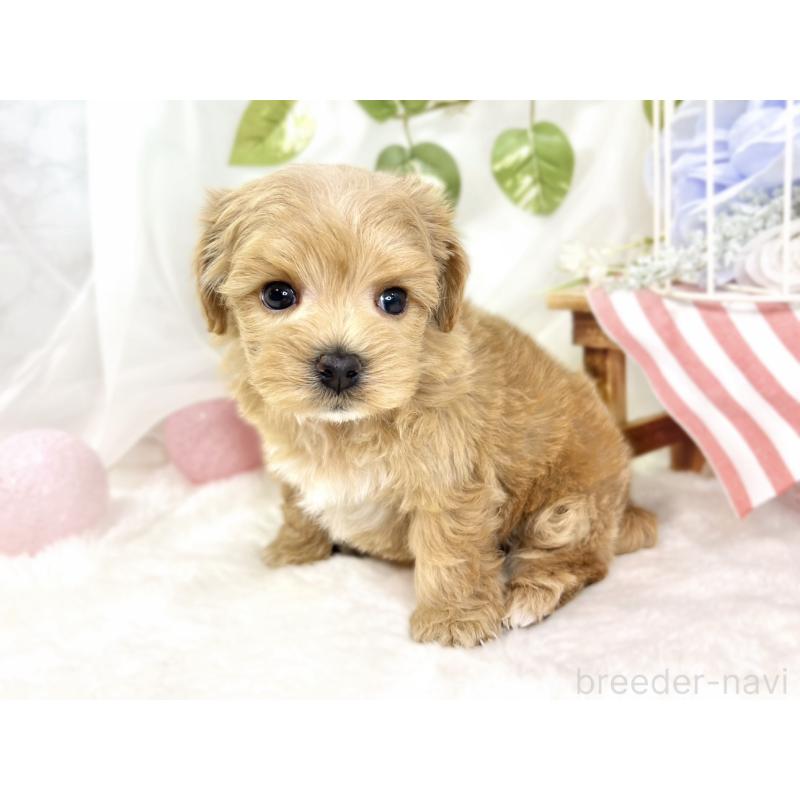 販売中の滋賀県のマルプー:マルチーズ×トイプードル-432169の3枚目