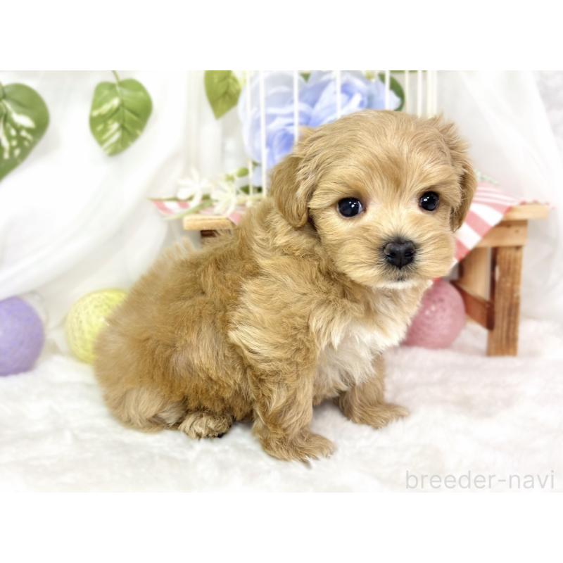 販売中の滋賀県のマルプー:マルチーズ×トイプードル-432169の2枚目