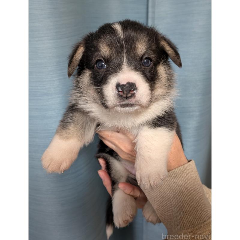 成約済の福岡県のウェルシュコーギーペンブローク-429379の3枚目