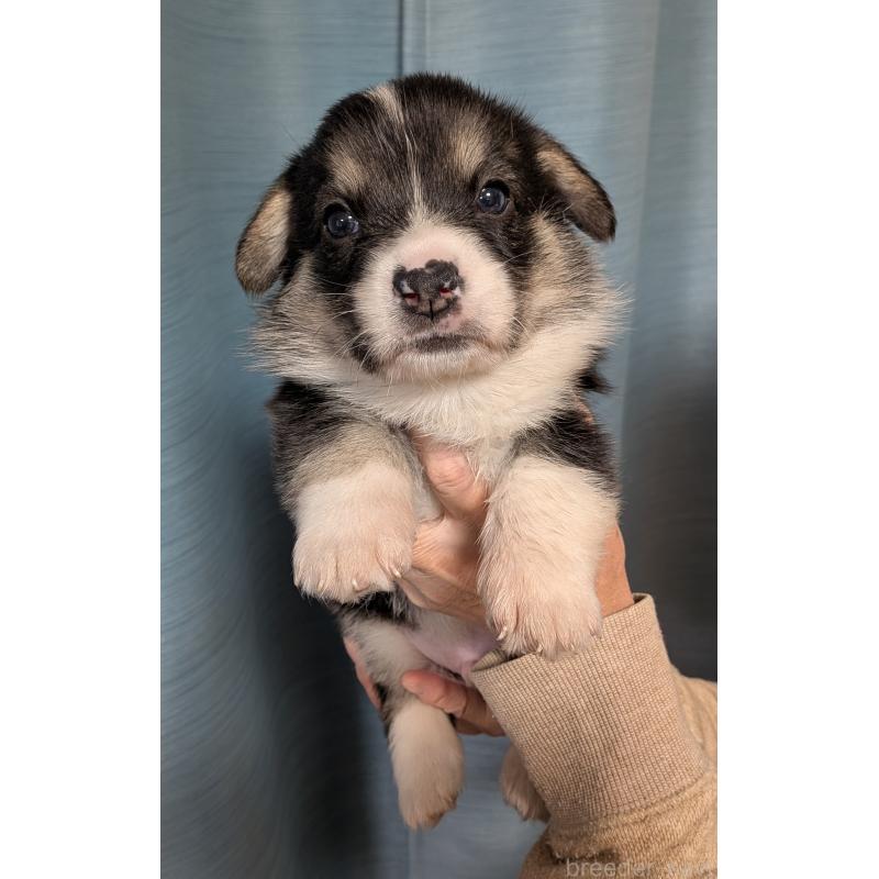 販売中の福岡県のウェルシュコーギーペンブローク-429379