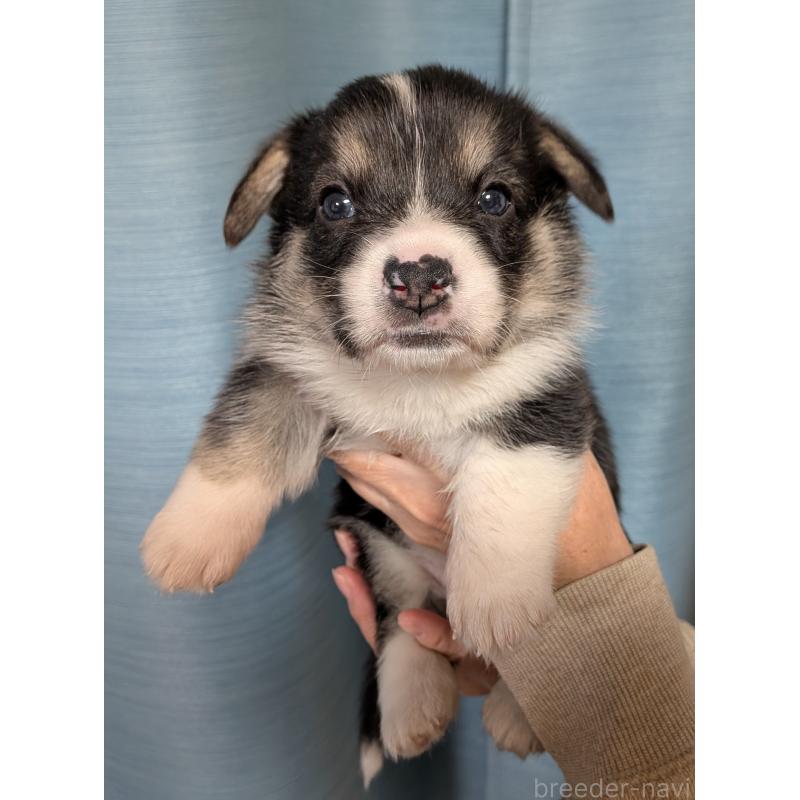 成約済の福岡県のウェルシュコーギーペンブローク-429379の2枚目