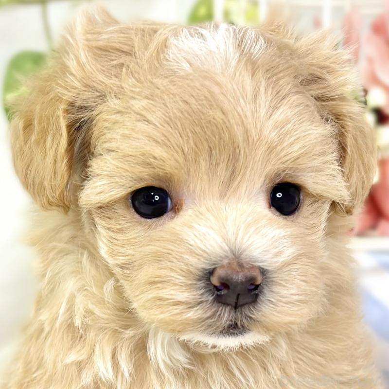 販売中の滋賀県のマルプー:マルチーズ×トイプードル-432170