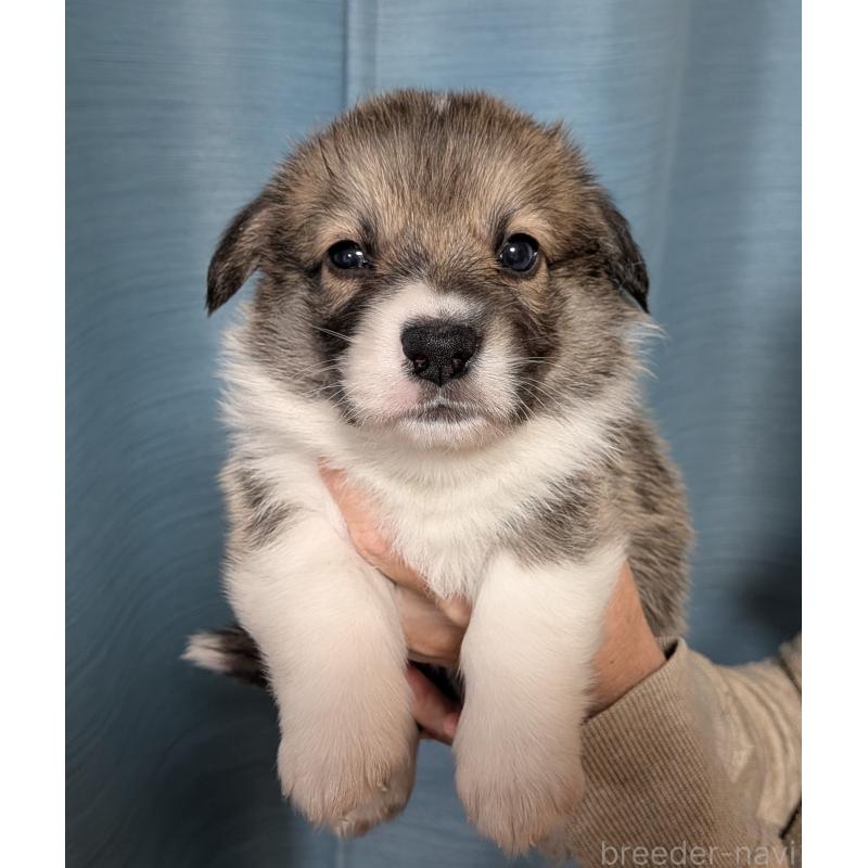 販売中の福岡県のウェルシュコーギーペンブローク-429139