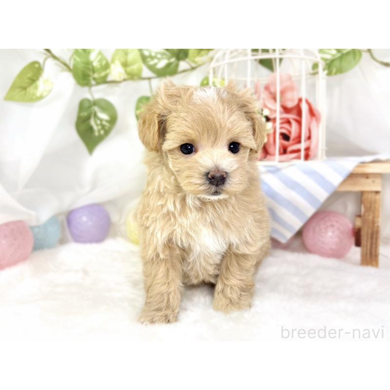 販売中の滋賀県のマルプー:マルチーズ×トイプードル-432170の4枚目