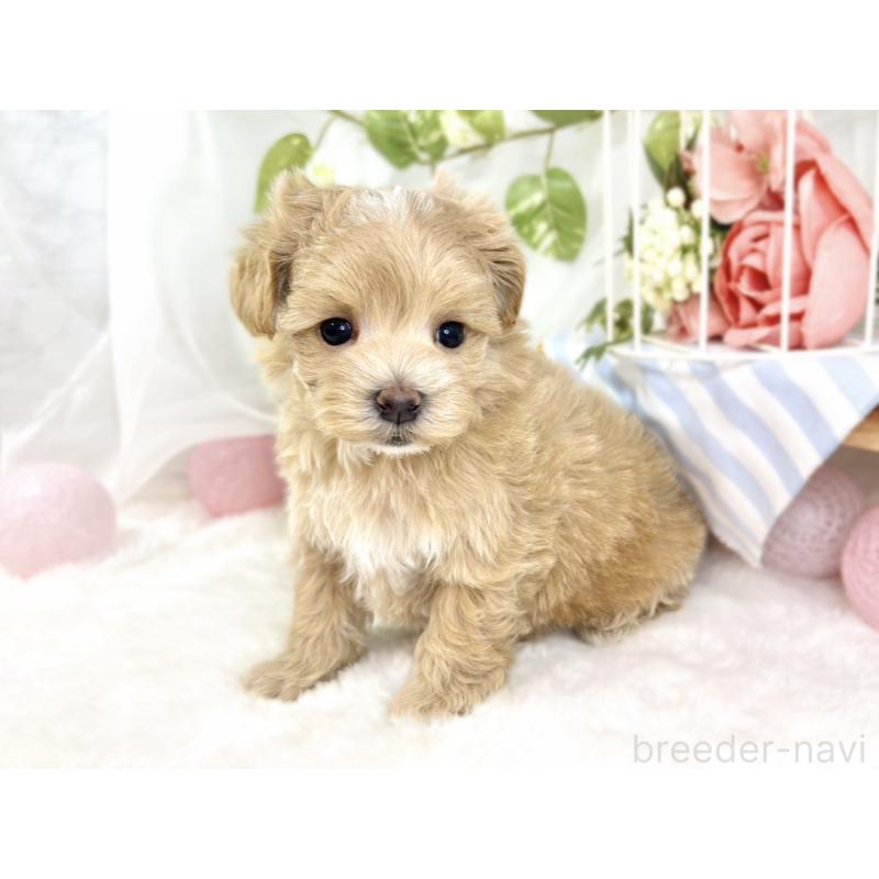 販売中の滋賀県のマルプー:マルチーズ×トイプードル-432170の3枚目