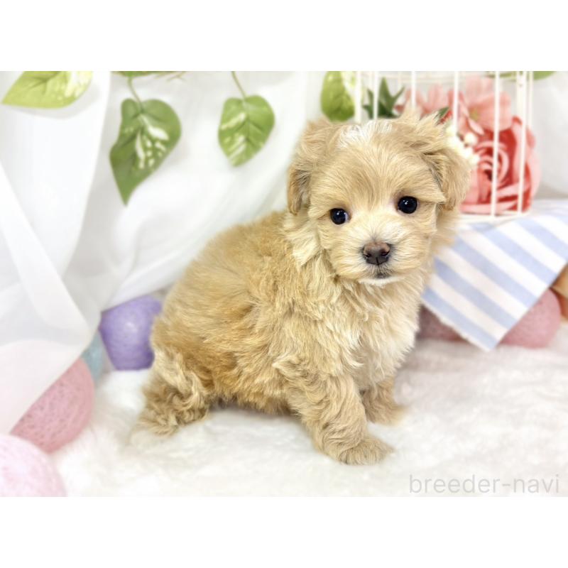 販売中の滋賀県のマルプー:マルチーズ×トイプードル-432170の2枚目