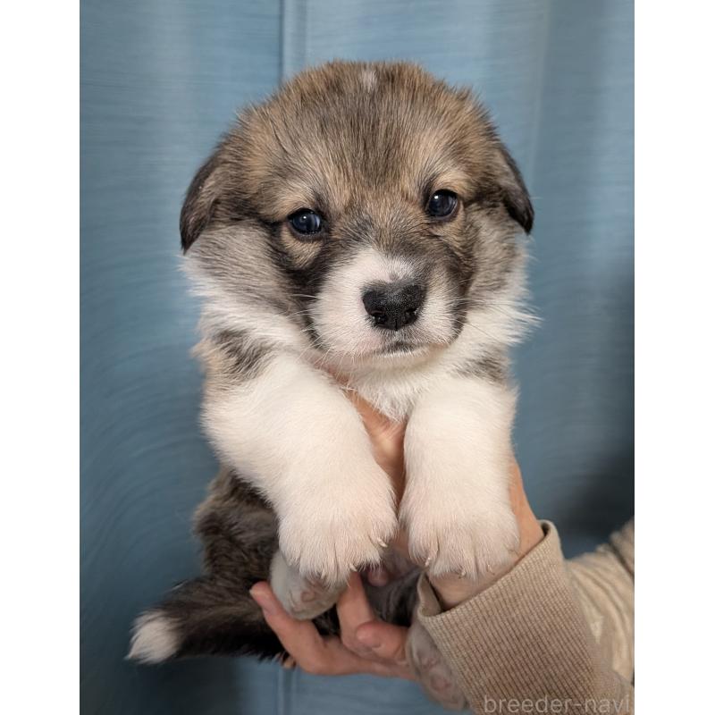 販売中の福岡県のウェルシュコーギーペンブローク-429139の3枚目