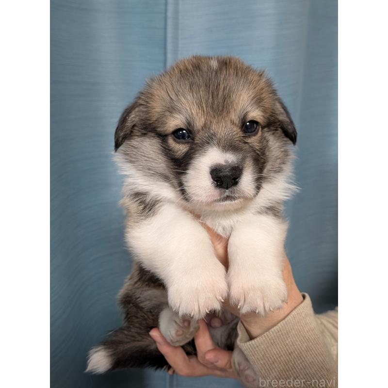 販売中の福岡県のウェルシュコーギーペンブローク-429139の2枚目