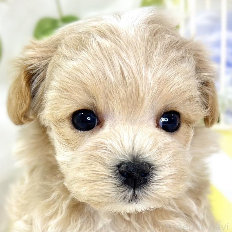 販売中の滋賀県のマルプー:マルチーズ×トイプードル-432171