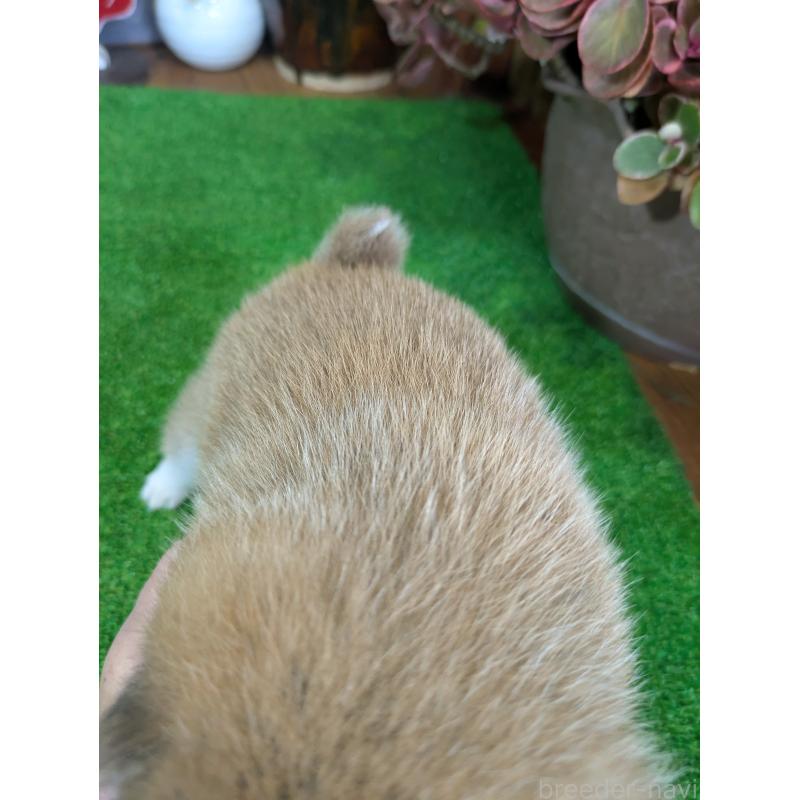 成約済の鹿児島県の豆柴-428195の6枚目