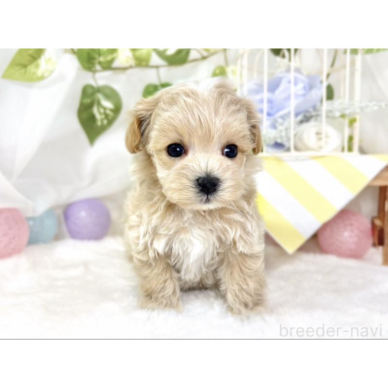 販売中の滋賀県のマルプー:マルチーズ×トイプードル-432171の3枚目