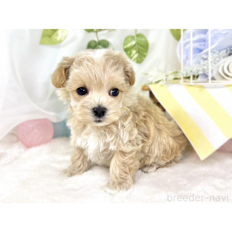 販売中の滋賀県のマルプー:マルチーズ×トイプードル-432171の4枚目