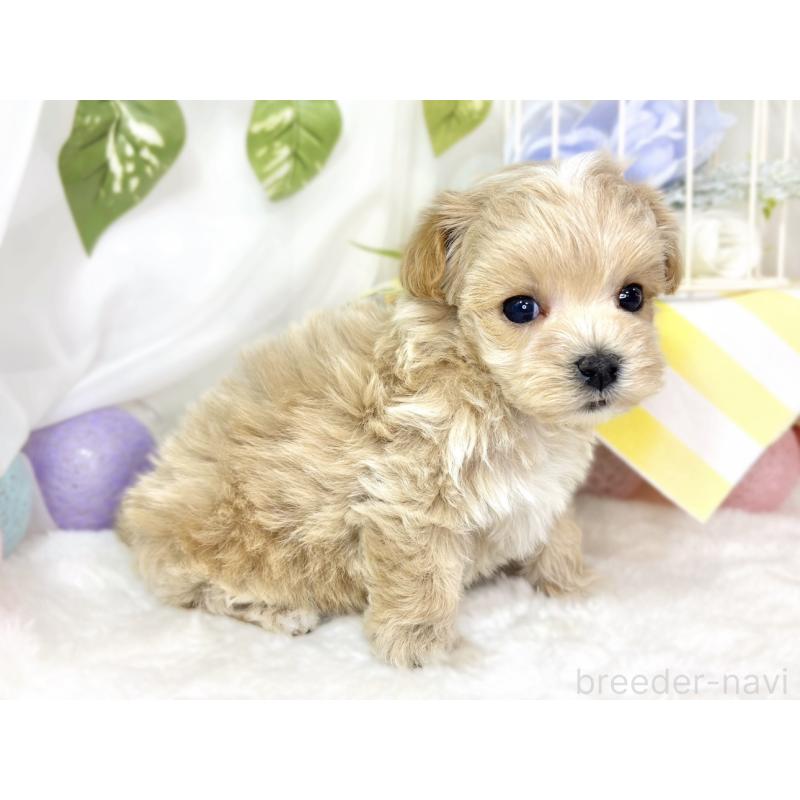 販売中の滋賀県のマルプー:マルチーズ×トイプードル-432171の2枚目