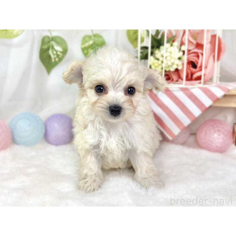 販売中の滋賀県のチワプー:チワワ×トイプードル-432172の4枚目