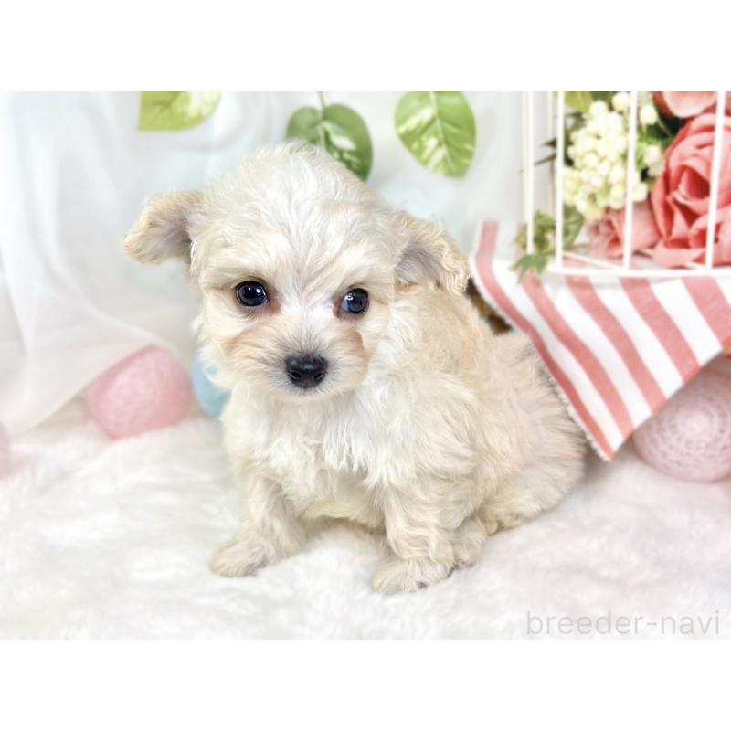 販売中の滋賀県のチワプー:チワワ×トイプードル-432172の3枚目