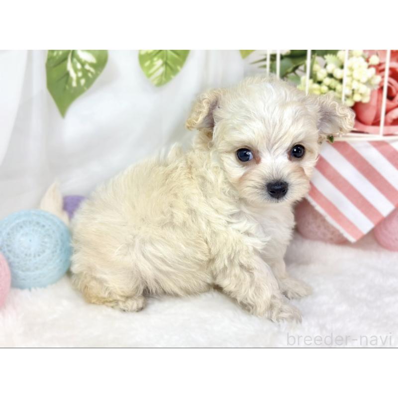 販売中の滋賀県のチワプー:チワワ×トイプードル-432172の2枚目