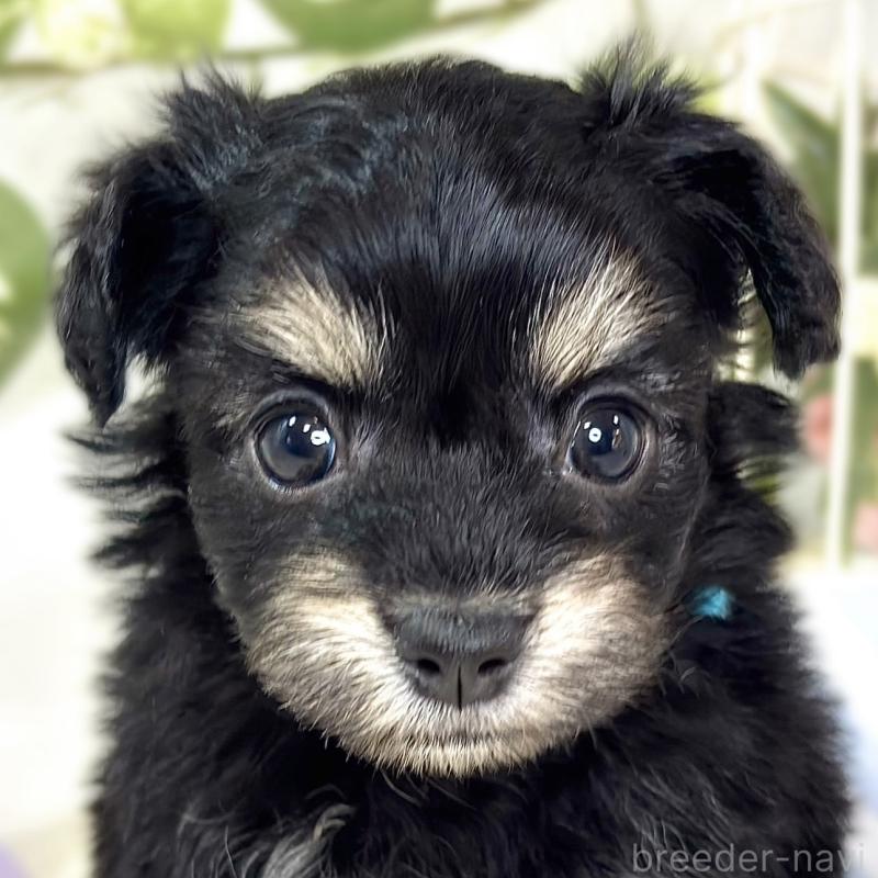 販売中の滋賀県のチワプー:チワワ×トイプードル-432173