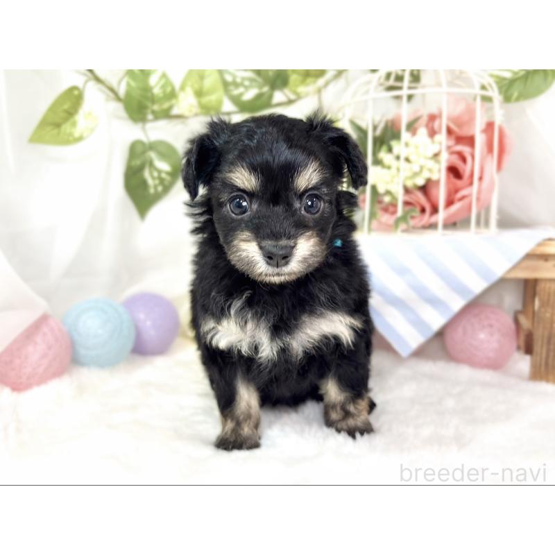 販売中の滋賀県のチワプー:チワワ×トイプードル-432173の4枚目