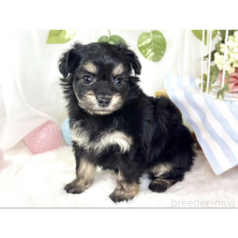 販売中の滋賀県のチワプー:チワワ×トイプードル-432173の3枚目