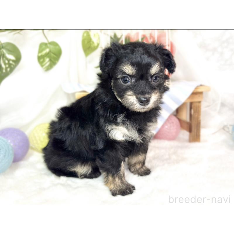 販売中の滋賀県のチワプー:チワワ×トイプードル-432173の2枚目