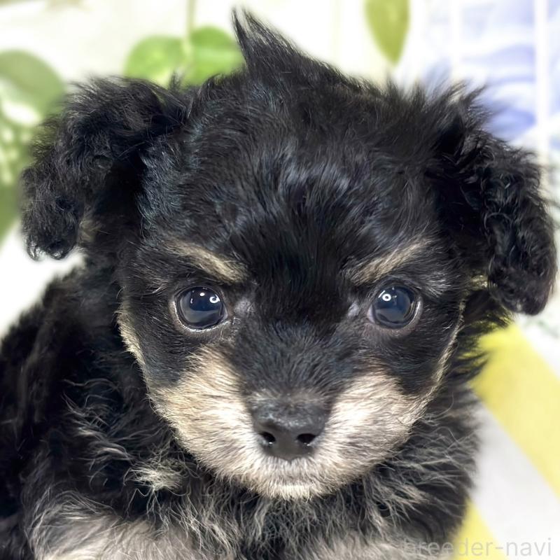 販売中の滋賀県のチワプー:チワワ×トイプードル-432174