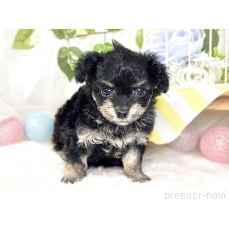 販売中の滋賀県のチワプー:チワワ×トイプードル-432174の4枚目