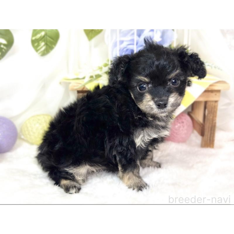 販売中の滋賀県のチワプー:チワワ×トイプードル-432174の3枚目