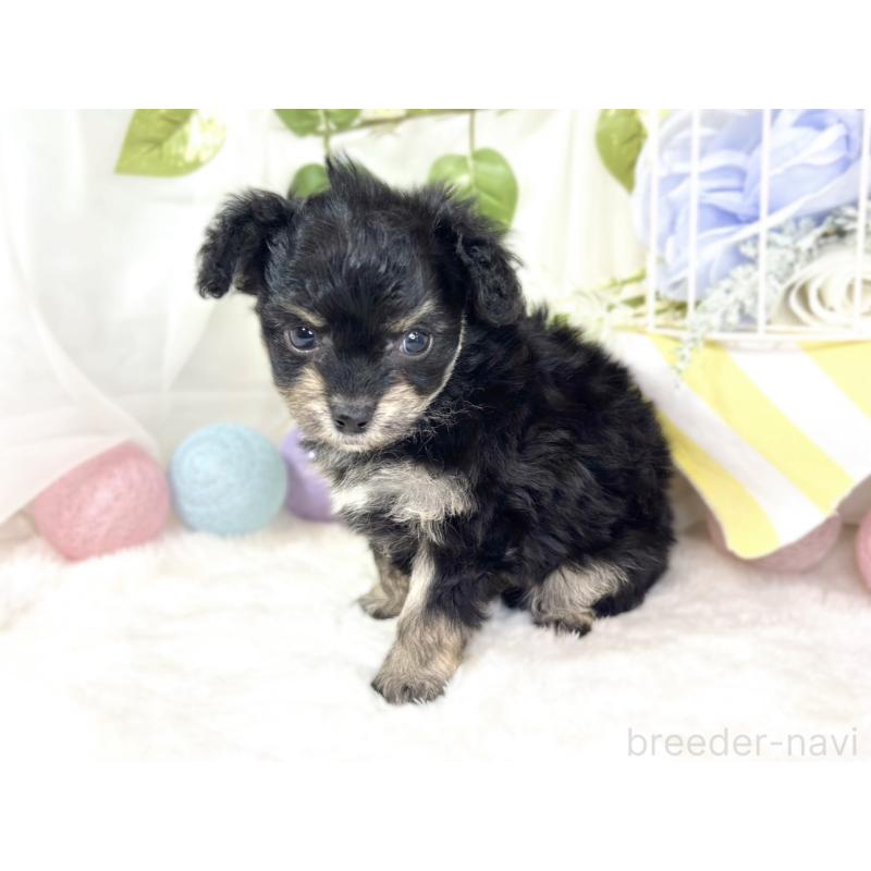 販売中の滋賀県のチワプー:チワワ×トイプードル-432174の2枚目