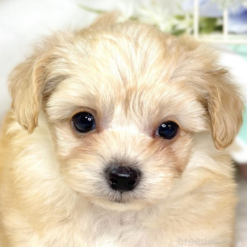 販売中の滋賀県のチワプー:チワワ×トイプードル-432175の1枚目