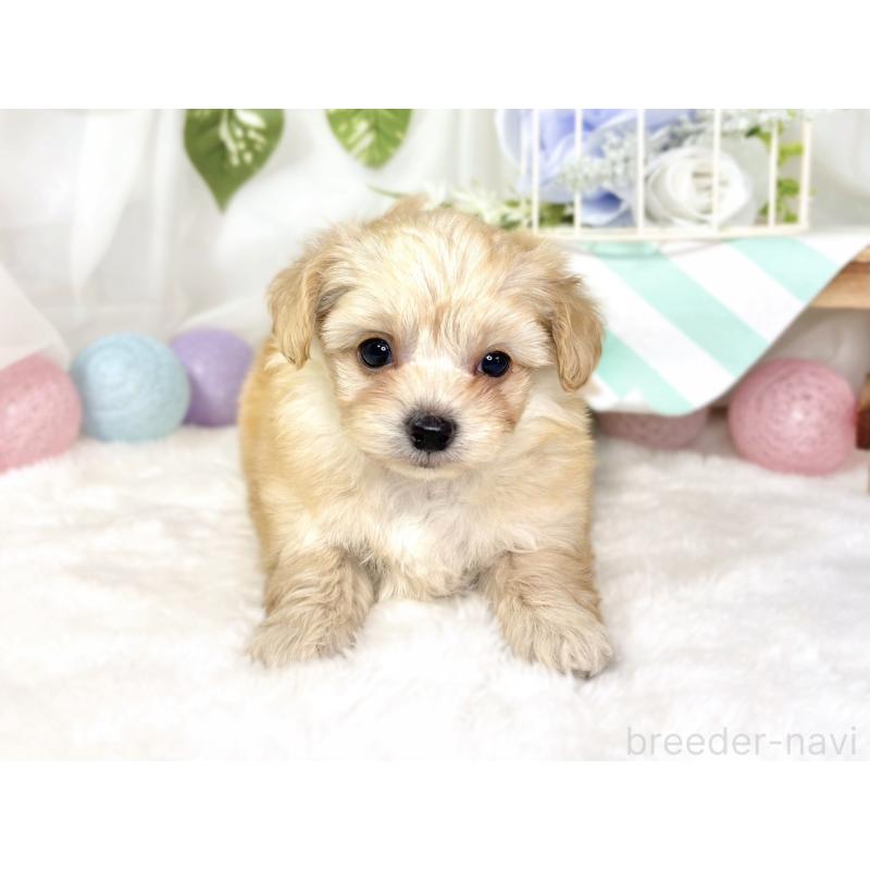 販売中の滋賀県のチワプー:チワワ×トイプードル-432175の4枚目